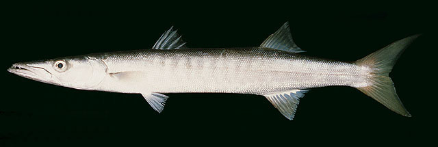 ปลาสากเหลือง
Sphyraena jello   Cuvier, 1829  
Pickhandle barracuda  
ขนาด 120cm
