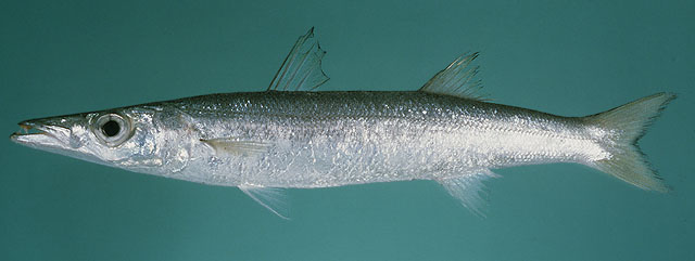 ปลาสากเล็ก
Sphyraena obtusata   Cuvier, 1829  
Obtuse barracuda  
ขนาด 30cท
