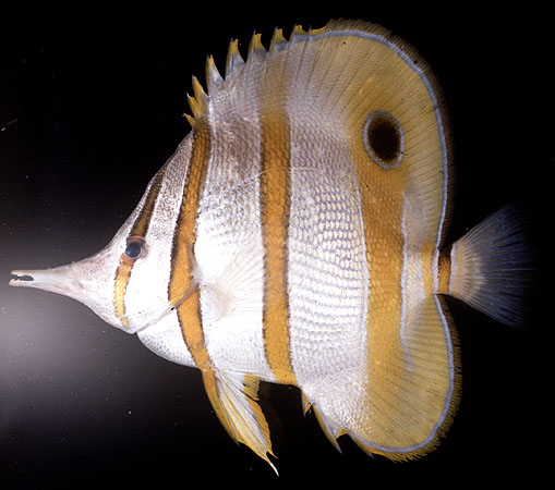 ปลาผีเสื้อปากยาว
Chelmon rostratus   (Linnaeus, 1758)  
Copperband butterflyfish  
ขนาด 20cm

