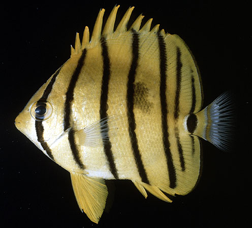 ปลาผีเสื้อแปดขีด
Chaetodon octofasciatus   Bloch, 1787  
Eightband butterflyfish  
ขนาด 12cm
