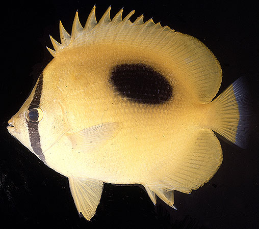 ปลาผีเสื้อจุดดำ
Chaetodon speculum   Cuvier, 1831  
Mirror butterflyfish  
ขนาด 18cm
***********