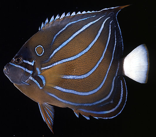 ปลาสินสมุทรลายฟ้า
Pomacanthus annularis   (Bloch, 1787)  
Bluering angelfish  
ขนาด 40cm
*******