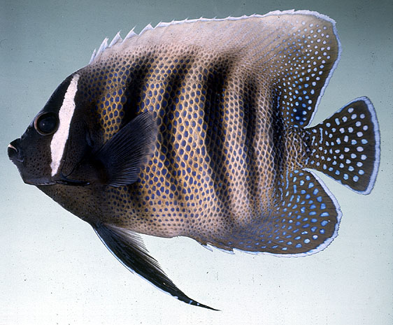 ปลาสินสมุทรบั้ง
Pomacanthus sexstriatus   (Cuvier, 1831)  
Sixbar angelfish  
ขนาด 45cm
