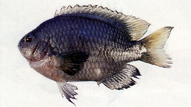 ปลาขี้ควาย
Pomacentrus tripunctatus   Cuvier, 1830  
Threespot damsel  
ขนาด 8cm