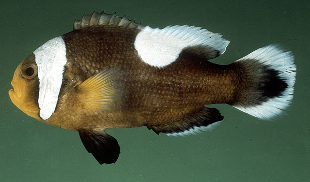 ปลาการ์ตูนอานม้า
Amphiprion polymnus   (Linnaeus, 1758)  
Saddleback clownfish  
ขนาด 13cm