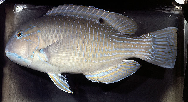ปลาแก้วกู่
Choerodon schoenleinii   (Valenciennes, 1839)  
Blackspot tuskfish  
ขนาด 90cm
******