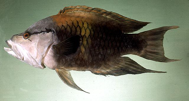 ปลานกขุนทองปากยื่น
Epibulus insidiator   (Pallas, 1770)  
Sling-jaw wrasse  
ขนาด 50cm

