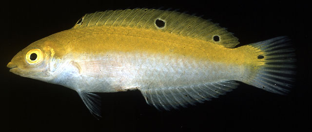 ปลานกขุนทองเหลืองท้องขาว
Halichoeres leucoxanthus   Randall & Smith, 1982  
Canarytop wrasse  
ขน