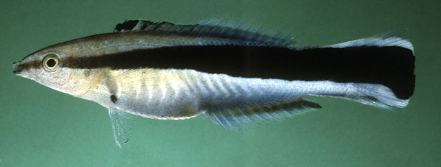 ปลาพยาบาล
Labroides dimidiatus   (Valenciennes, 1839)  
Bluestreak cleaner wrasse  
ขนาด 15cm
