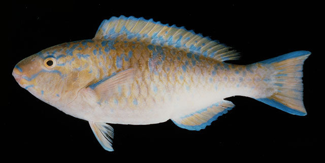 ปลานกแก้วสีเพลิง
Scarus ghobban   Forsskål, 1775  
Blue-barred parrotfish  
ขนาด 70cm