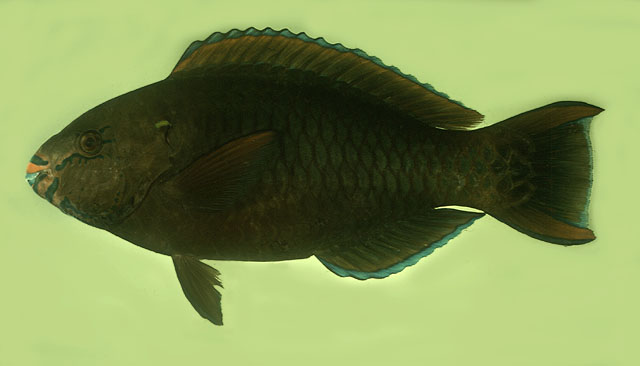 ปลานกแก้วดำ
Scarus niger   Forsskål, 1775  
Dusky parrotfish  
ขนาด 40cm