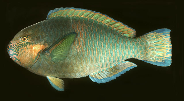 ปลานกแก้ว
Scarus rivulatus   Valenciennes, 1840  
Rivulated parrotfish  
ขนาด 40cm