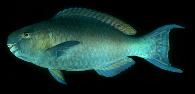 ปลานกแก้วหางยาว
Scarus rubroviolaceus   Bleeker, 1847  
Ember parrotfish  
ขนาด 50cm