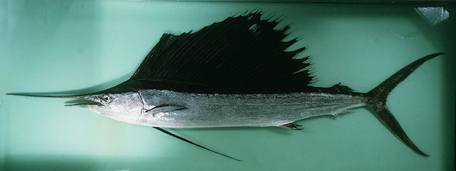 ปลากะโทงร่ม
Istiophorus platypterus   (Shaw, 1792)  
Indo-Pacific sailfish  
ขนาด 180-320 cm
***