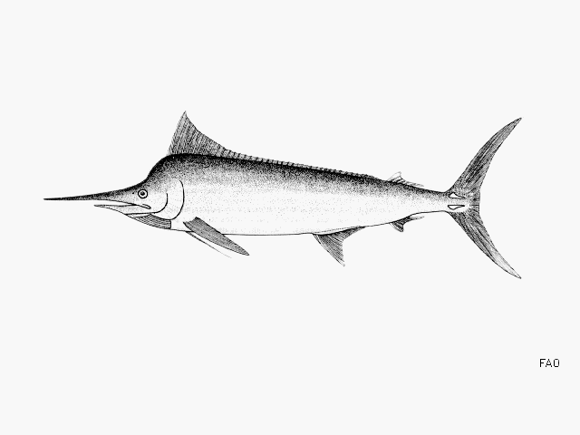 ปลากะโทงดำ
Makaira indica   (Cuvier, 1832)  
Black marlin 
ขนาด 200-420 cm
***********เคยมีชาวปร