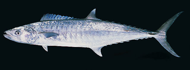 ปลาอินทรีบั้ง
Scomberomorus commerson   (Lacepède, 1800)  
Narrow-barred Spanish mackerel  