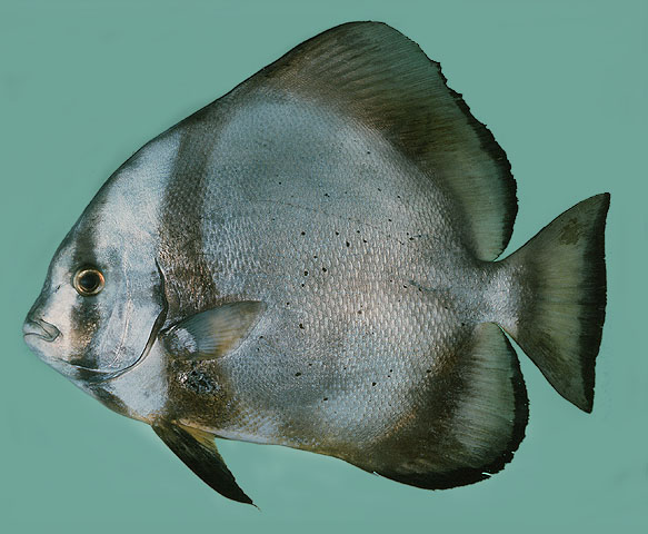 ปลาหุช้างกลม
Platax orbicularis   (Forsskål, 1775)  
Orbicular batfish  
ขนาด 50cm

