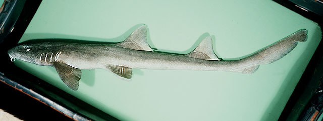 ปลาฉลามกบ
Chiloscyllium punctatum   Müller & Henle, 1838  
Brownbanded bambooshark  
ขนาด 80