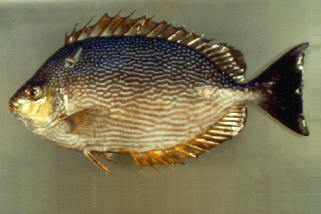 ปลาสลิดทะเลแถบ ขี้ตัง
Siganus javus   (Linnaeus, 1766)  
Streaked spinefoot  
ขนาด 50cท
********