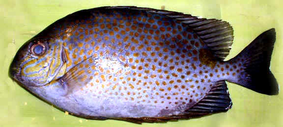 ปลาสลิดทะเลจุดเหลือง
Siganus guttatus   (Bloch, 1787)  
Goldlined spinefoot  
ขนาด 40cm