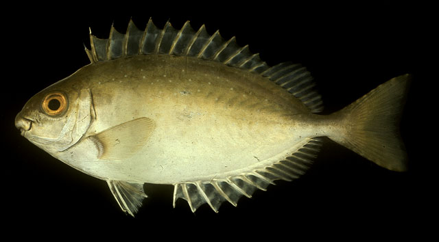 ปลาสลิดทะเลจุดขาว
Siganus canaliculatus   (Park, 1797)  
White-spotted spinefoot  
ขนาด 20cm