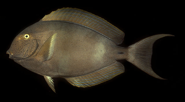 ปลาขี้ตังเบ็ดหางเหลือง
Acanthurus xanthopterus   Valenciennes, 1835  
Yellowfin surgeonfish  
ขนา