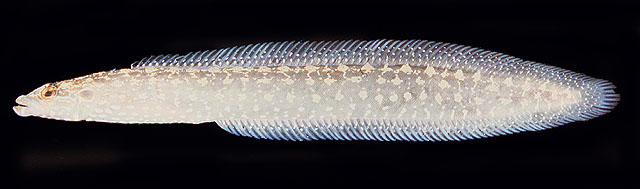 ปลารู หลดทะเล
Congrogadus subducens   (Richardson, 1843)  
Carpet eel-blenny  
ขนาด 40cm