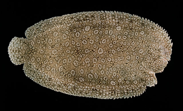 ปลาลิ้นหมาลายนกยูง
Pardachirus pavoninus   (Lacepède, 1802)  
Peacock sole  
ขนาดอ 40cm