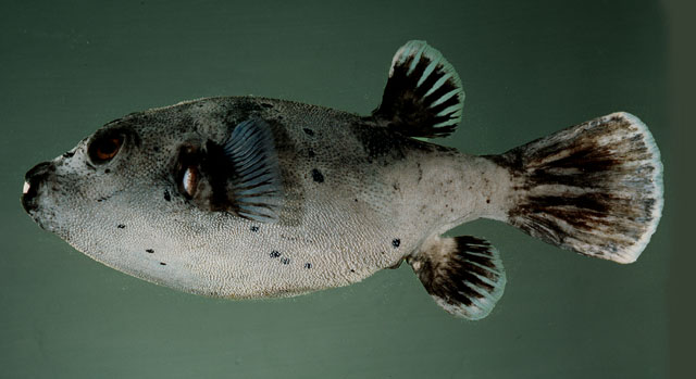 ปลาปักเป้าหน้าหมา
Arothron nigropunctatus   (Bloch & Schneider, 1801)  
Blackspotted puffer  
ขนา