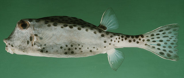 ปลากล่องนอเล็ก
Ostracion nasus   Bloch, 1785  
Shortnose boxfish  
ขนาด 30cm
