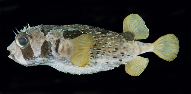 ปลาปักเป้าหนามทุเรียน
Diodon liturosus   Shaw, 1804  
Black-blotched porcupinefish  
ขนาด 50cm
