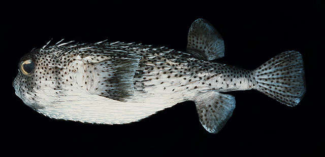 ปลาปักเป้าหนามตัวยาว
Diodon hystrix   Linnaeus, 1758  
Spot-fin porcupinefish  
ขนาด 60cm