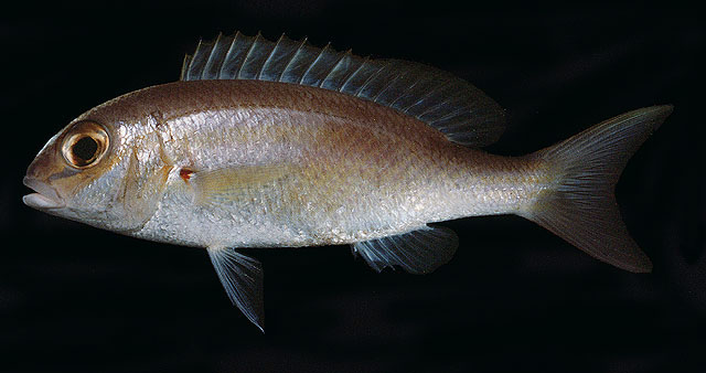 ปลาทรายขาวหูแดง
Scolopsis taenioptera   (Cuvier, 1830)  
Lattice monocle bream  
ขนาด 25cm