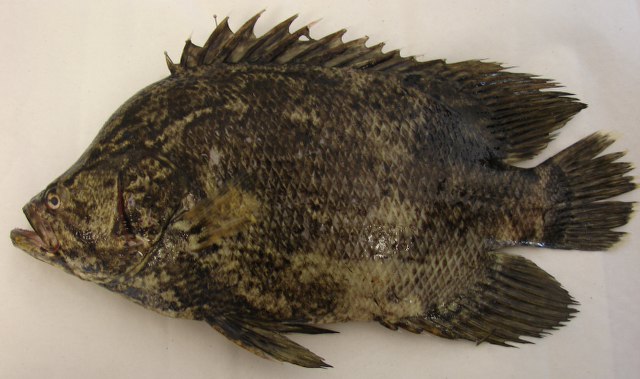 ปลากะพงขี้เซา หม้อแตก กะพงดำ อีโป
Lobotes surinamensis   (Bloch, 1790)  
Tripletail  

ขนาด 110c