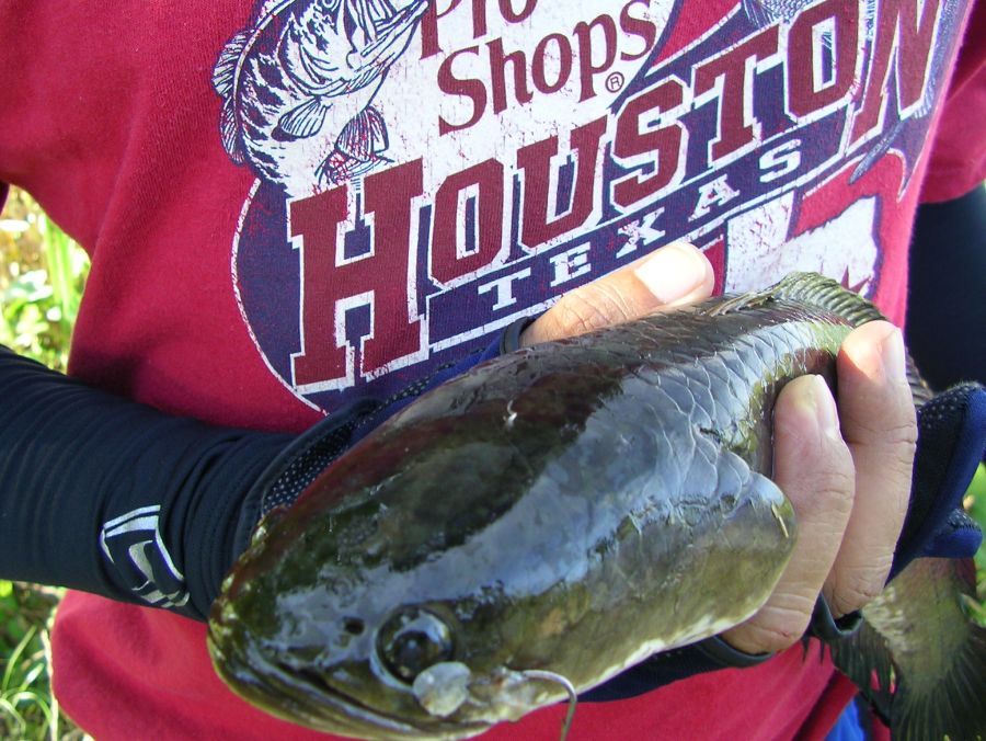 		เหยื่อปลอมกับปลาช่อน...

		ปลาช่อน (Snakehead Fish) ปลาเศรษฐกิจคู่บ้านคู่เมืองที่เราคุ้นเคย ปลาน