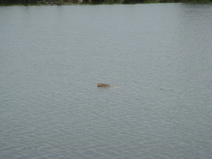 นึกว่าอะไร     Water Monitor  95    นี่เอง      :grin: :grin: :grin:

