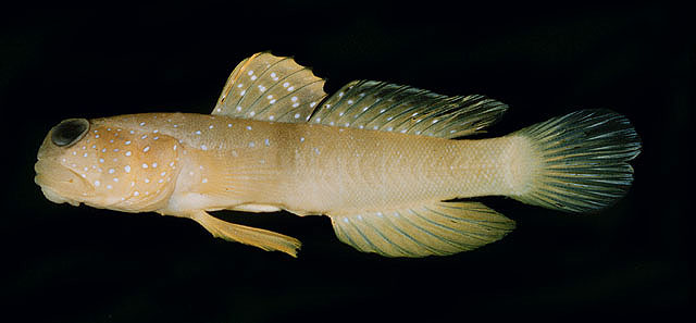 ปลาบู่กุ้งเหลือง
Cryptocentrus cinctus   (Herre, 1936)  
Yellow prawn-goby  
ขนาด 10cm