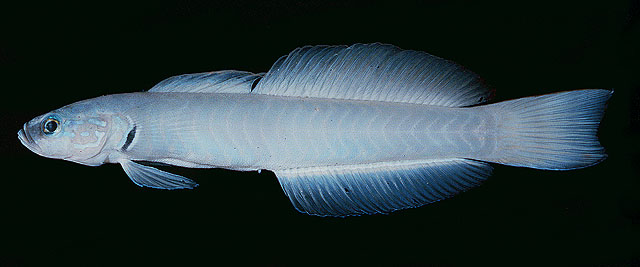ปลาลูกดอก
Ptereleotris microlepis   (Bleeker, 1856)  
Blue gudgeon 
ขนาด 10cm