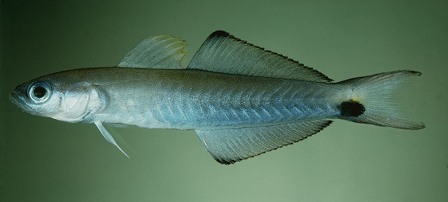 ปลาลูกดอกหางกรรไกร
Ptereleotris evides   (Jordan & Hubbs, 1925)  
Blackfin dartfish  
ขนาด 10cm