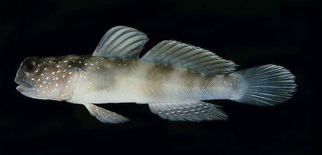 ปลาบู่กุ้ง
Cryptocentrus fasciatus   (Playfair, 1867)  
Y-bar shrimp goby  
นาด 12cm