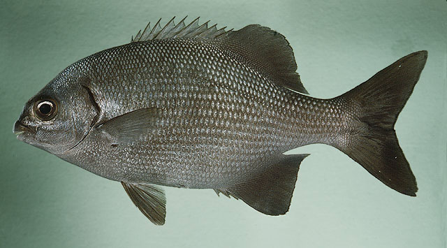 ปลากะพงสลิด
Kyphosus cinerascens   (Forsskål, 1775)  
Blue sea chub  
ขนาด 50cm