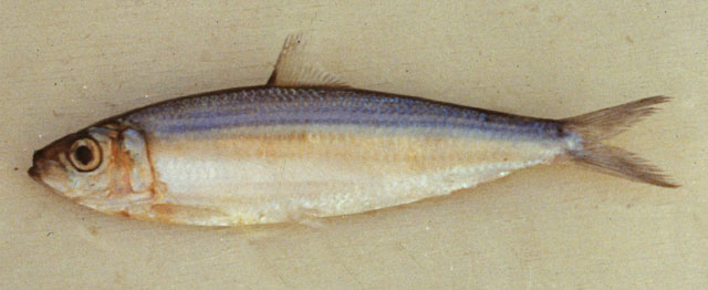 ปลาหลังเขียว
Amblygaster leiogaster   (Valenciennes, 1847)  
Smoothbelly sardinella  
ขนาด 25cm