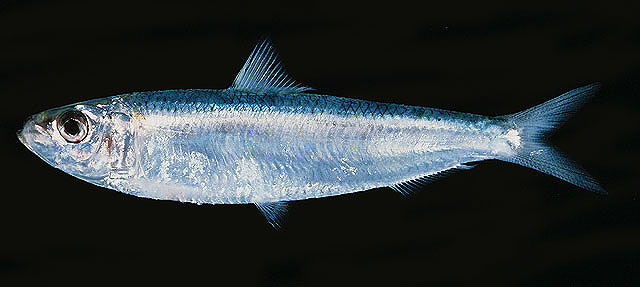 ปลาหลังเขียว
Sardinella gibbosa   (Bleeker, 1849)  
Goldstripe sardinella  
ขนาด 15cm