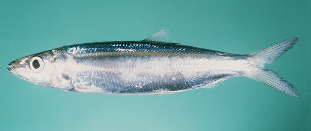 ปลากุแล
Dussumieria elopsoides   Bleeker, 1849  
Slender rainbow sardine  
ขนาด 15cm