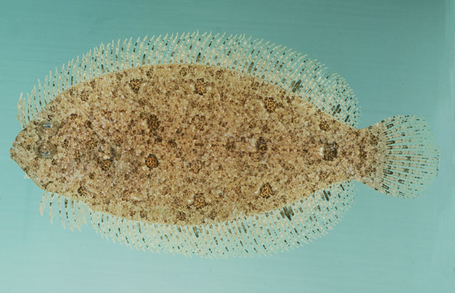 ปลาลิ้นควาย

Asterorhombus intermedius   (Bleeker, 1865)  
Intermediate flounder 
ขนาด 20cm 

