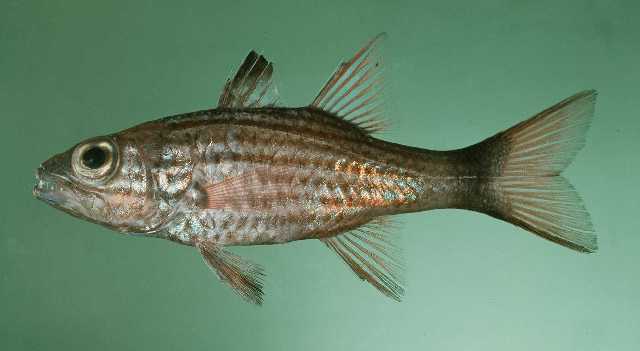ปลาอมไข่ยักษ์
Cheilodipterus macrodon   (Lacepède, 1802)  
Large toothed cardinalfish  
ขน