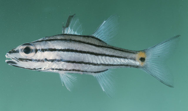 ปลาอมไข่ลายห้าเส้น
Cheilodipterus quinquelineatus   Cuvier, 1828  
Five-lined cardinalfish  
ขนาด