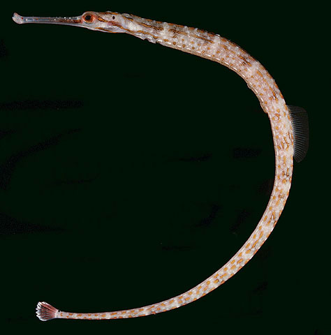 ปลาจิ้มฟันจระเข้
Corythoichthys schultzi   Herald, 1953
 ขนาด 10cm