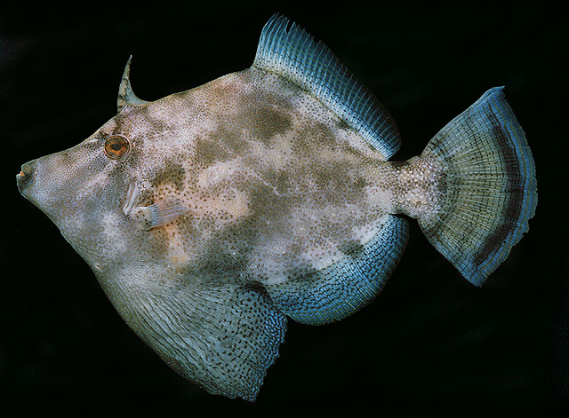ปลาวัวหางพัด
Monacanthus chinensis   (Osbeck, 1765) 
ขนาด 25cm