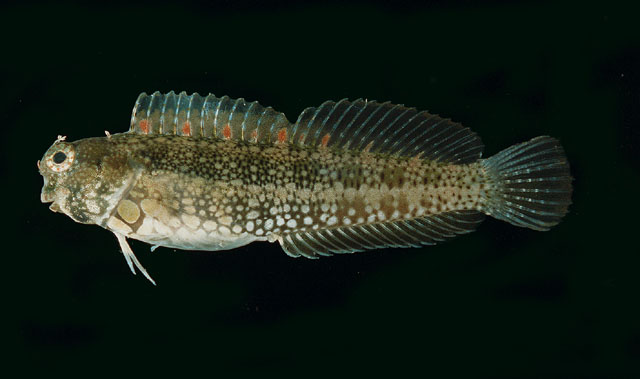 ปลาตั๊กแตนหิน
Salarias guttatus   Valenciennes, 1836  
Breast-spot blenny  
ขนาด 15cm